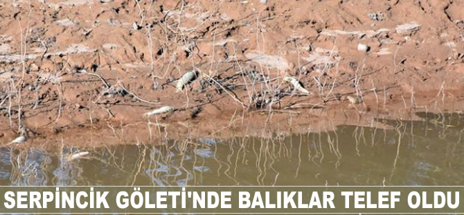 Serpincik Göleti'nde balıklar telef oldu