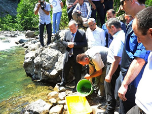 Artvin’de 20 bin alabalık yavrusu derelerle buluştu