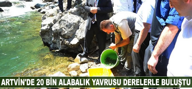 Artvin’de 20 bin alabalık yavrusu derelerle buluştu