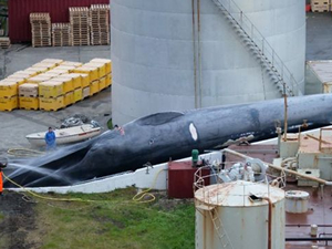 İzlanda'ya soyları tükenen mavi balina avı suçlaması