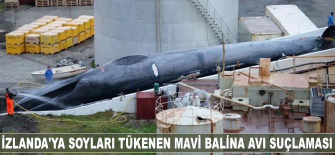İzlanda'ya soyları tükenen mavi balina avı suçlaması