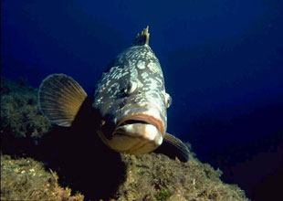 Orfoz balıkları da kırmızı listeye girdi