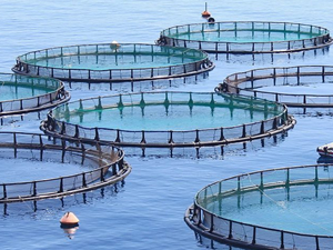 Balık çiftlikleri deniz yaşamını tehdit ediyor