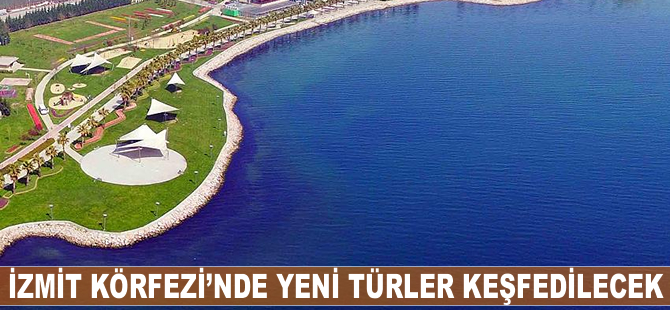 İzmit Körfezi'nde yeni türler keşfedilecek