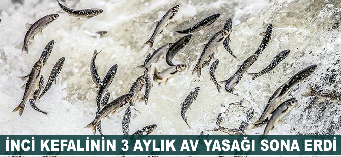 İnci kefalinin av yasağı sona erdi