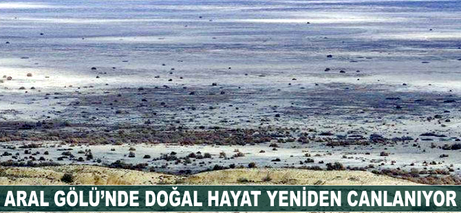Aral Gölü'nde doğal hayat yeniden canlanıyor