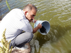 Göletlere 110 bin yavru balık bırakıldı