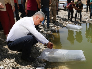 Yavru balıklar Dicle’ye kavuştu