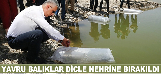 Yavru balıklar Dicle’ye kavuştu