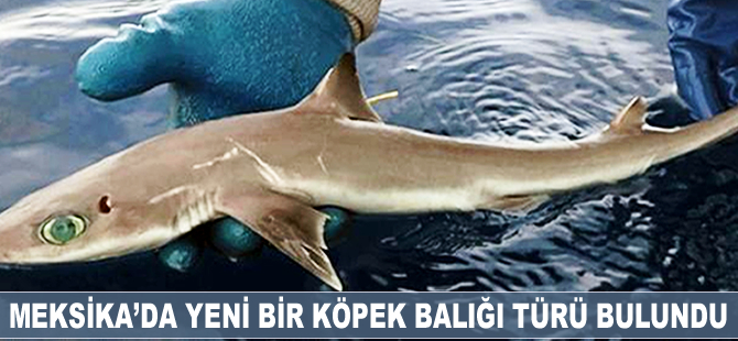Meksika'da yeni bir köpek balığı türü bulundu