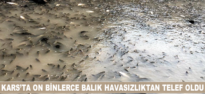 Baraj kapakları kapatılınca on binlerce balık telef oldu