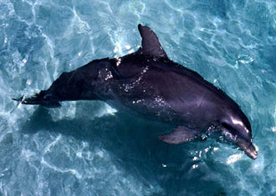 Yunus ve balinaların nesli tükeniyor