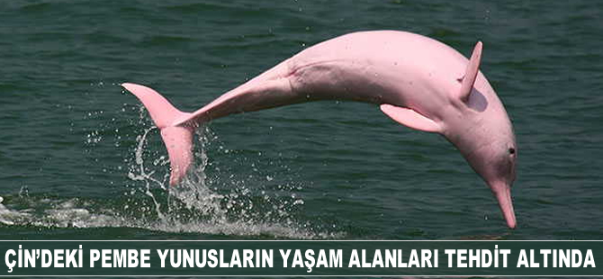 Çin’deki pembe yunusların yaşam alanları tehdit altında