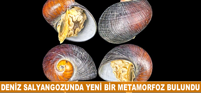 Deniz salyangozunda yeni Metamorfoz türü bulundu