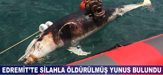 Edremit'te silahla öldürülmüş yunus bulundu!