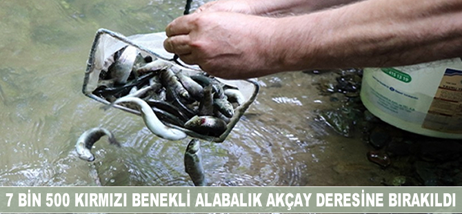 7 bin 500 kırmızı benekli alabalık Akçay Deresi’ne bırakıldı