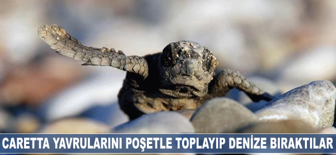 Caretta yavrularını poşetle toplayıp denize bıraktılar