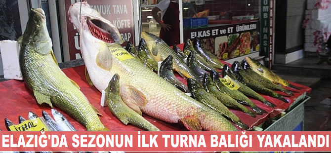 Elazığ'da sezonun ilk dev turna balığı yakalandı