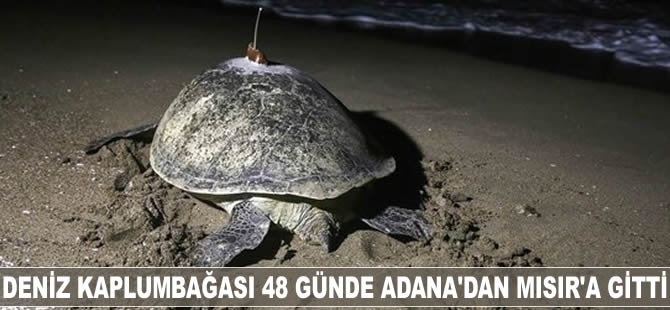 Deniz kaplumbağası 48 günde Adana'dan Mısır'a gitti