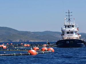 Bakanlıktan Mandalya Körfezi'ndeki balık çiftlikleriyle ilgili açıklama