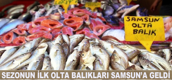 Sezonun ilk olta balıkları Samsun'a geldi