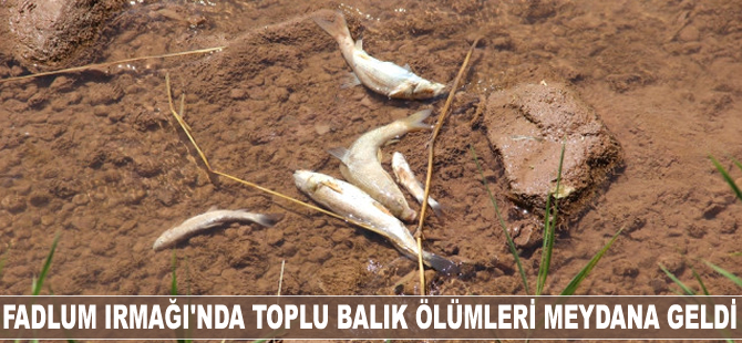 Fadlum Irmağı'nda toplu balık ölümleri meydana geldi