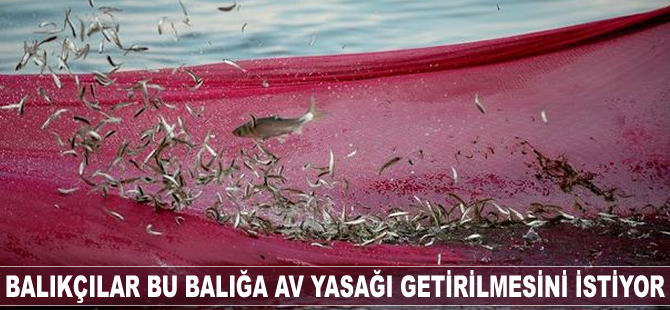 Balıkçılar bu balığa av yasağı getirilmesini istiyor