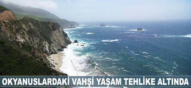 Okyanuslardaki vahşi yaşam tehlike altında