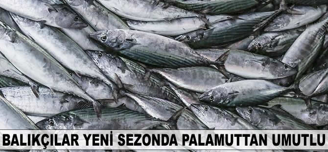 Balıkçılar yeni sezonda palamuttan umutlu