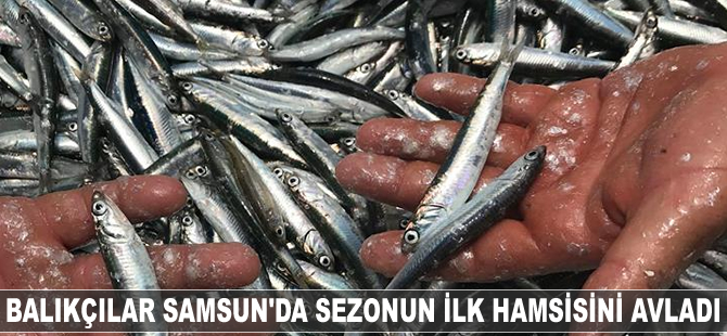 Samsun'da sezonun ilk hamsisi avlandı