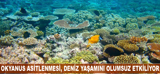 Okyanus asitlenmesi, deniz yaşamını olumsuz etkiliyor