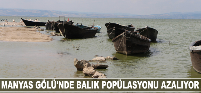 Manyas Gölü'nde balık popülasyonu azalıyor