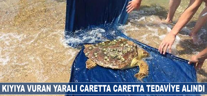 Kıyıya vuran yaralı caretta caretta tedaviye alındı
