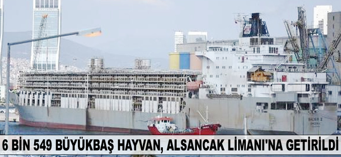 6 bin 549 büyükbaş hayvan, Alsancak Limanı'na getirildi