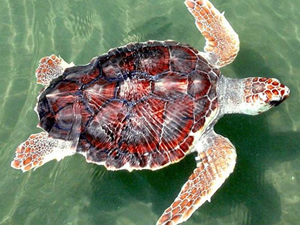 Caretta caretta kabuğundan tespih yapılıyor