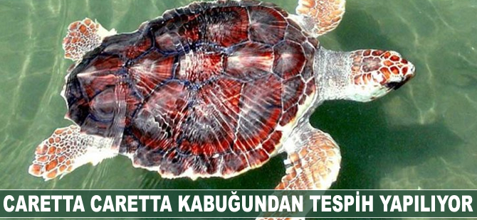 Caretta caretta kabuğundan tespih yapılıyor