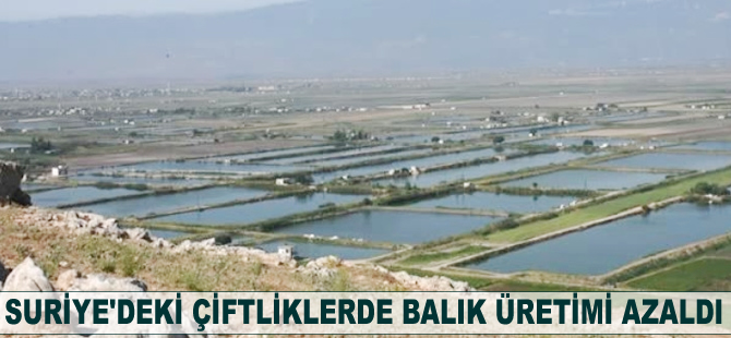 Suriye'deki çiftliklerde balık üretimi azaldı