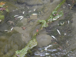 Niksar'da toplu balık ölümleri vatandaşları korkuttu