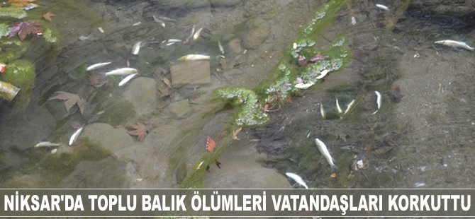 Niksar'da toplu balık ölümleri vatandaşları korkuttu