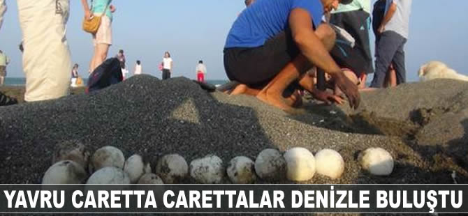 Yavru caretta carettalar denizle buluştu