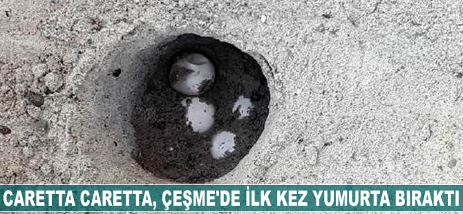 Caretta caretta, Çeşme sahillerine ilk kez yumurta bıraktı