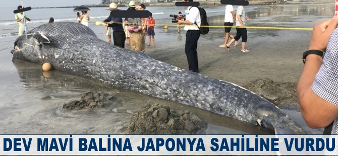 Dev mavi balina Japonya sahiline vurdu