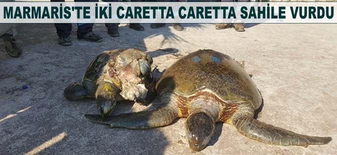 Marmaris'te iki caretta caretta sahile vurdu