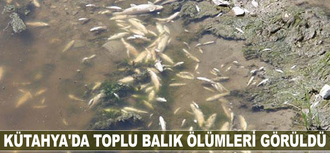 Kütahya'da toplu balık ölümleri görüldü