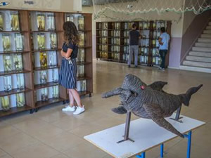 Üç kıtadan getirilen balıklarla müze oluşturuldu