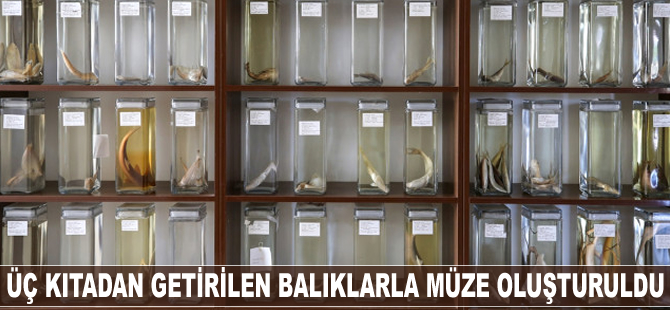 Üç kıtadan getirilen balıklarla müze oluşturuldu