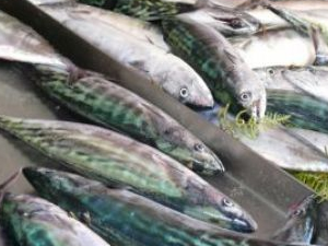 Balıkçılar "Palamut" sezonunun açılmasını bekliyor