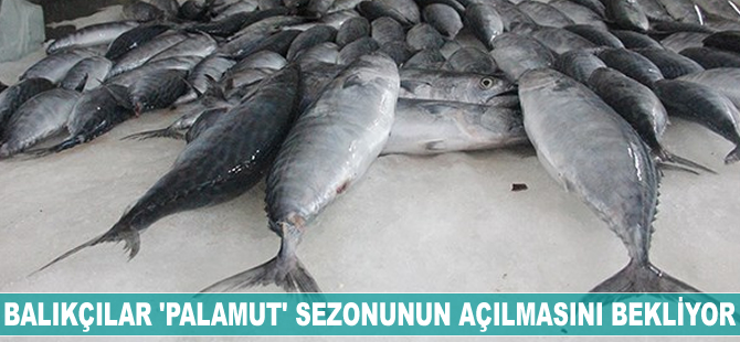 Balıkçılar "Palamut" sezonunun açılmasını bekliyor