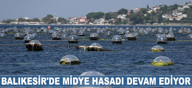 Midye tarlasında hasat devam ediyor