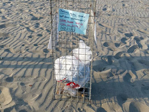 Antalya'da caretta caretta yuvalarına çöp bırakıyorlar